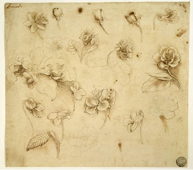 Study of Flowers By Leonardo Da Vinci